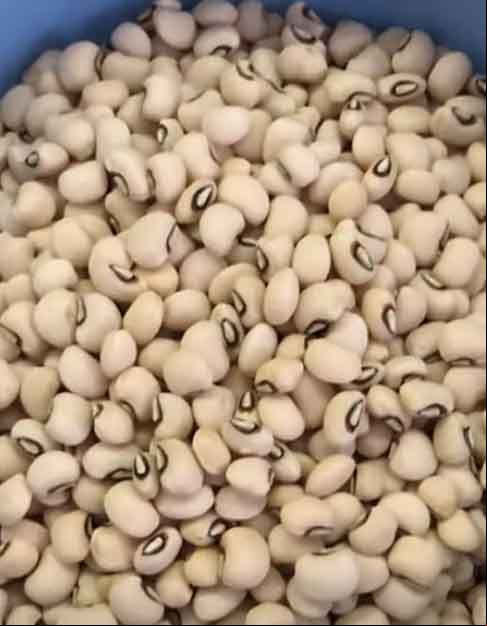 Feijão Fradinho- Rico em fibras, ferro e cálcio que ajudam na prevenção da anemia e na redução dos níveis de colesterol. Ele é conhecido por ser mais leve e de fácil digestão, ideal para o preparo de saladas.
