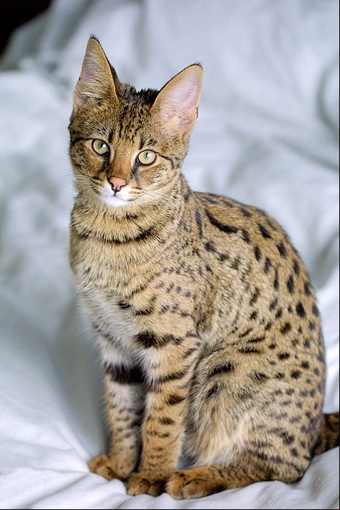 Savannah - Nasceu do cruzamento de gato doméstico com serval, típico das savanas. Tem habilidade para saltar. É alto e elegante. Pelagem exótica. Brincalhão, mas pode atacar aves pequenas, pelo instinto selvagem. Vive até 20 anos.