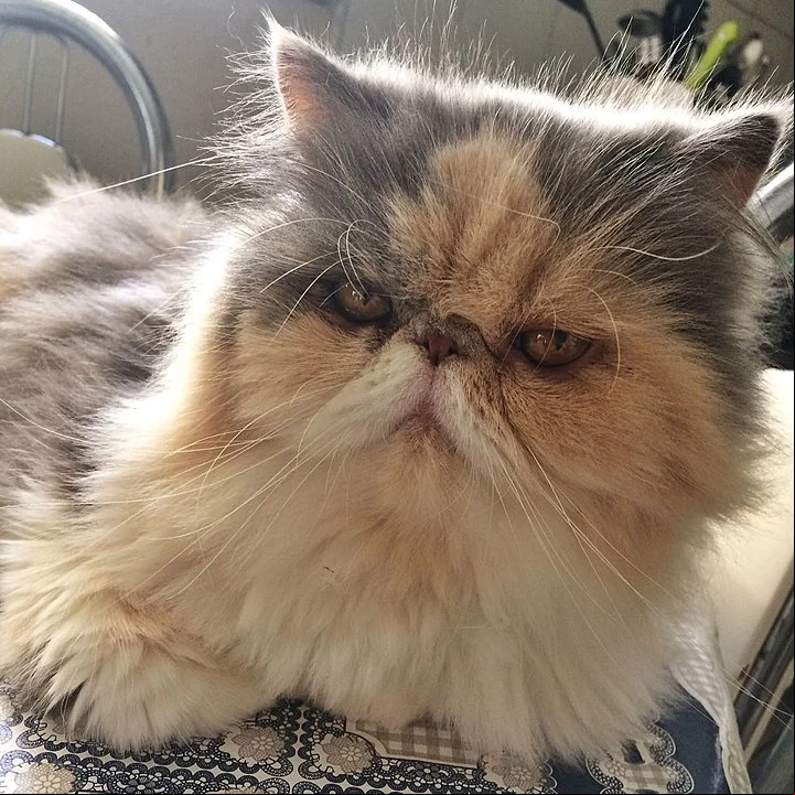 Persa - Originária do Irã (antiga Pérsia). Tem muita pelagem e focinho achatado. Mia pouco, num tom baixo, que não incomoda. Há mais de 100 combinações de cores para esses gatos. Vive entre 12 e 17 anos.