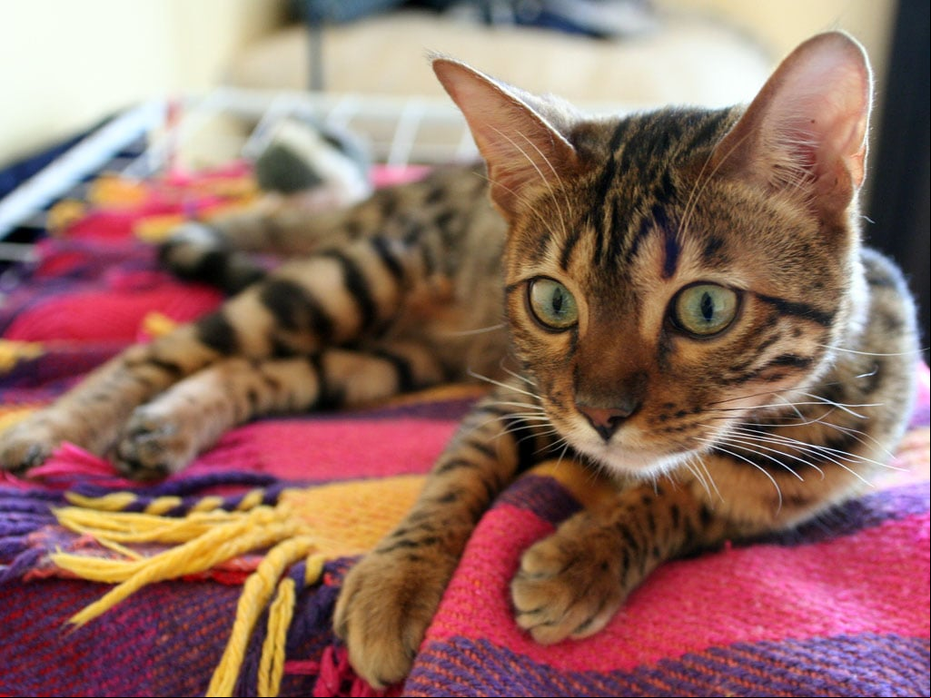 Bengal ou Gato de bengala - Surgiu nos anos 1960, nos EUA, do cruzamento de gatos domésticos e gatos-leopardos asiáticos. Cauda média e grossa. Pelo curto e fino. Gato forte, malhado, parece selvagem, mas é dócil. Vive de 10 a 16 anos.