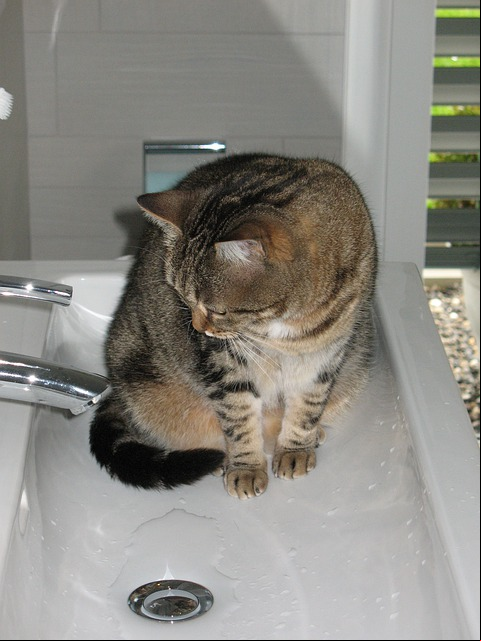 Os gatos cuidam sozinhos da própria higiene, mas o aconselhável é dar banho neles a cada 30 dias. Dependendo do ambiente e da pelagem do animal, pode até esperar 60 dias.
