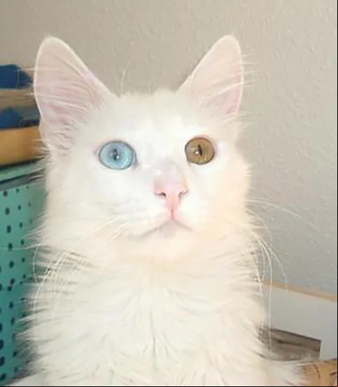 Angorá - Originário da Turquia. Conhecido na Europa desde o século 17, tem pelagem longa e sedosa, com predominância do branco e do laranja. A cor dos olhos varia. Alguns gatos têm um olho de cada cor. Vive de 12 a 18 anos.