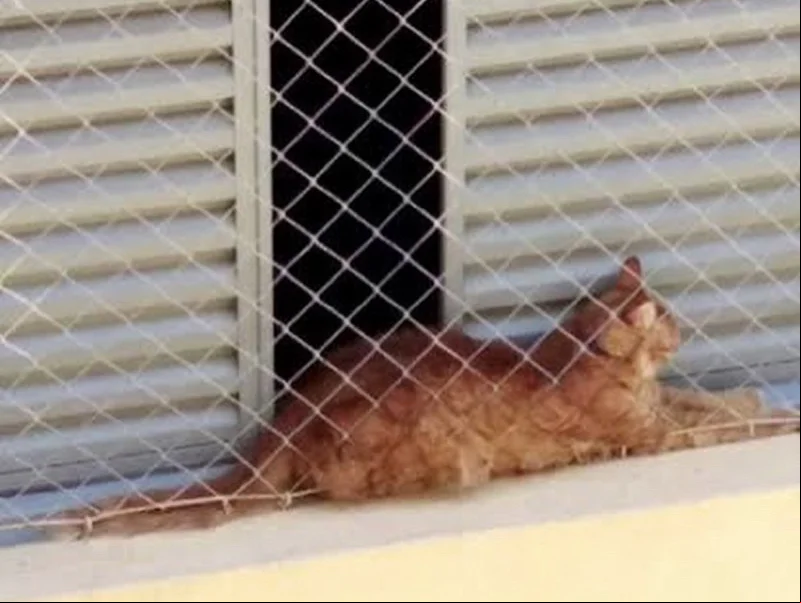 Apesar de habilidosos, os gatos podem cair da janela sem proteção. Instale telas bem estruturadas para evitar acidentes.
