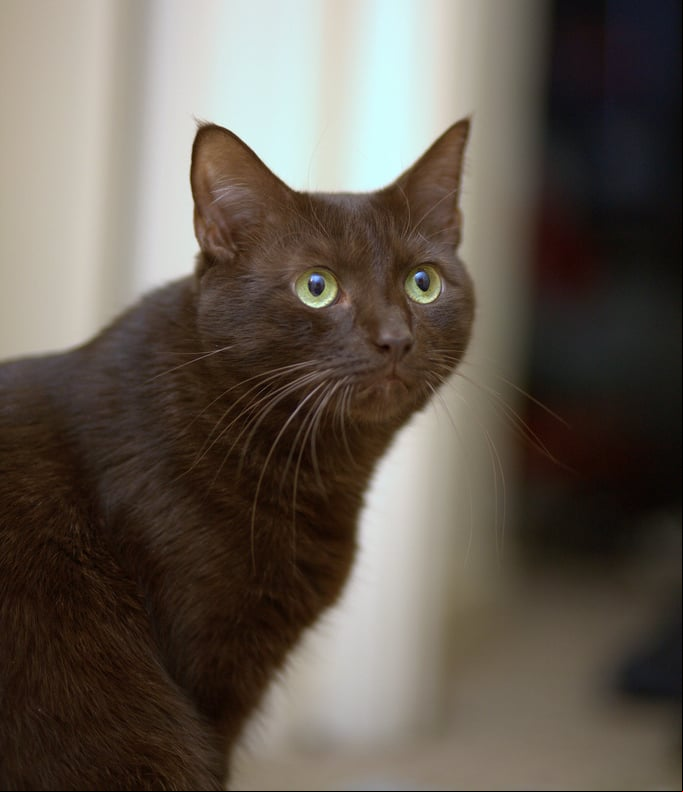 Havana Brown - Resultado do cruzamento de gato siamês com gato preto, na Inglaterra, nos anos 1950. Geralmente, são marrons, em tom escuro, com olhos verdes que chamam muito a atenção. Vivem entre 8 e 13 anos.
