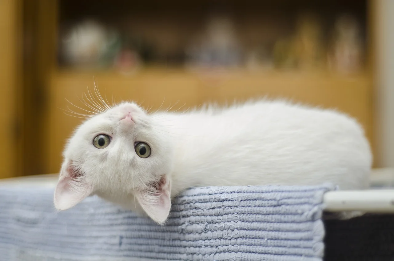 O Brasil tem cerca de 27 milhões de gatos nas residências, de acordo com levantamento do Instituto Pet Brasil. Trata-se de um dos pets mais amados pela população.