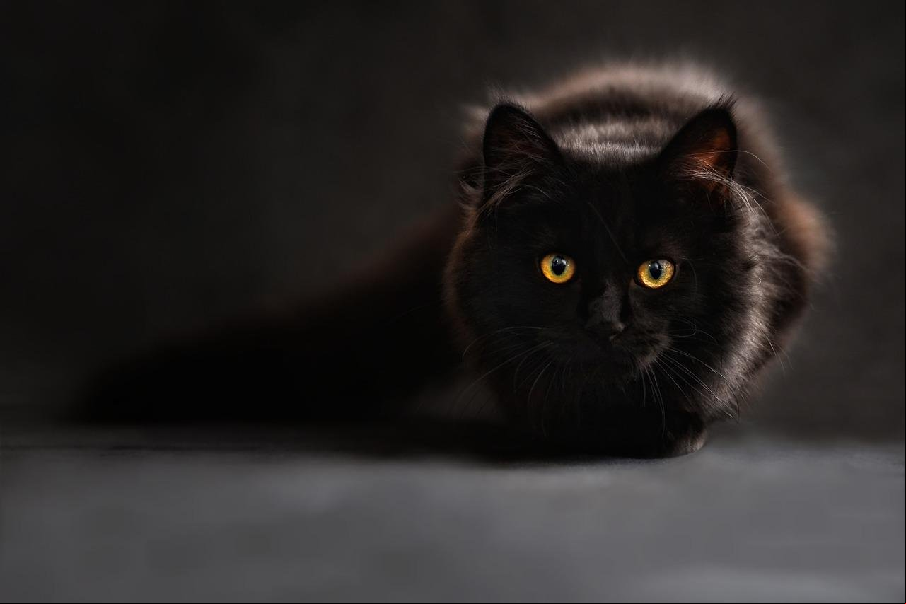 Maine Coon - Originário do estado do Maine (EUA), é considerada a raça de maior porte no mundo. Tem pelagem espessa e macia, a bem as mudanças de clima e é exímio caçador de ratos. Vive cerca de 14 anos.