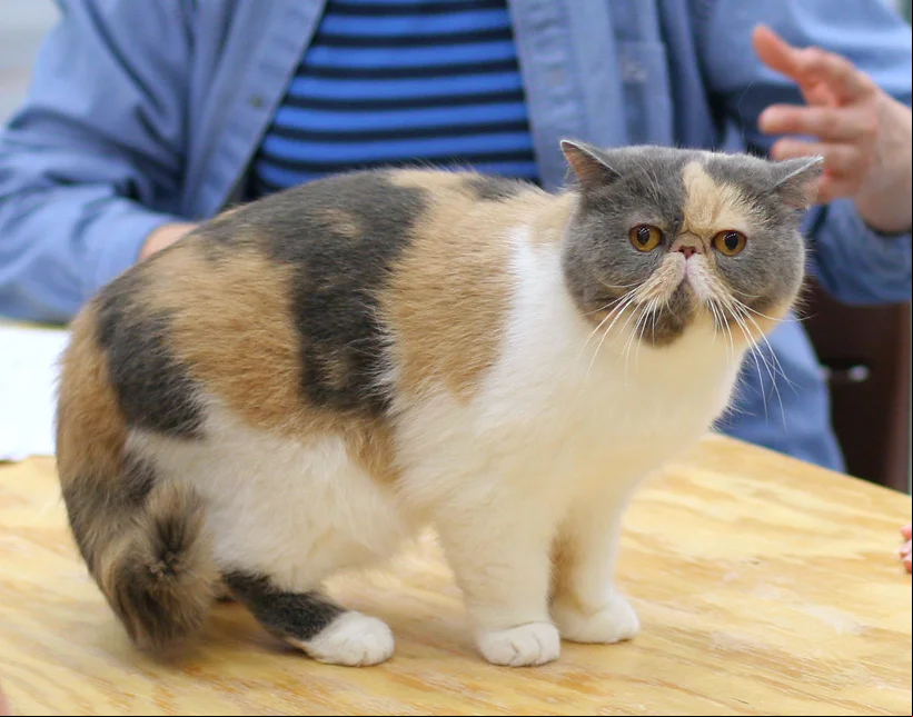 Exótico - Raça que parece um gato persa, mas com pelos curtos. Resulta do cruzamento do persa com o gato de pelo curto americano. É robusto e vive de 10 a 15 anos.