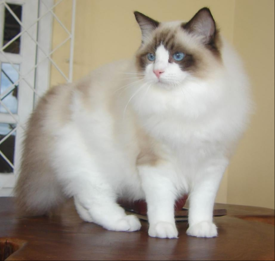 Ragdoll - Raça desenvolvida nos EUA nos anos 1950. Seu nome significa Boneca de pano e indica que ele é muito dócil e gosta de brincar. Vive cerca de 10 anos.