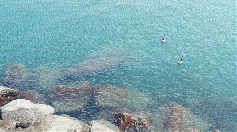 Dois peixes-boi são avistados na Praia de Iracema neste sábado, 10, e chamam atenção de banhistas