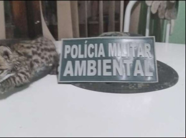Gato-maracajá é resgatado em residência no município do Crato. 