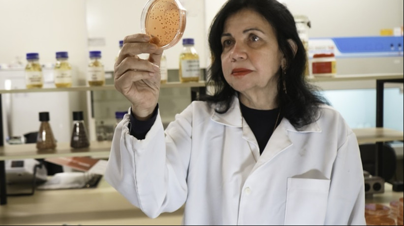 Mariangela Hungria no Laboratório de Biotecnologia do Solo da Embrapa Soja, em Londrina (PR)