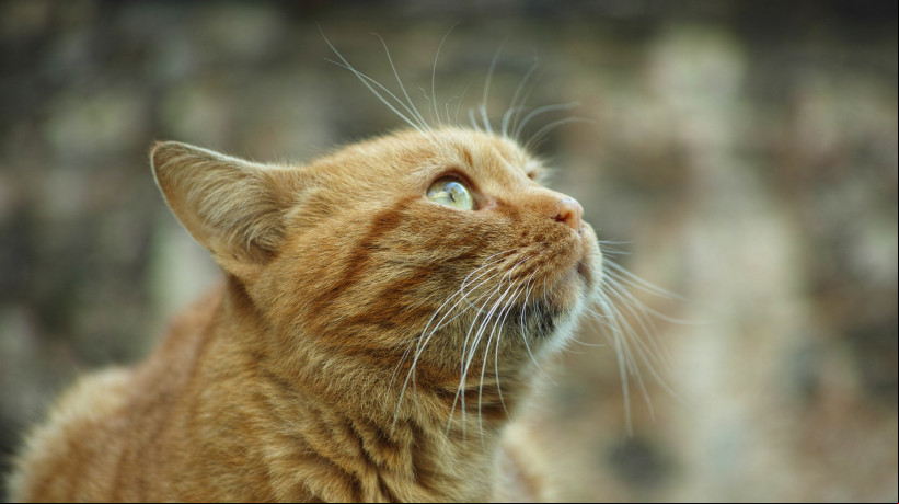 Estudo revela que gatos laranja são fruto de uma mutação genética rara, o que os torna únicos entre os felinos e até entre os mamíferos