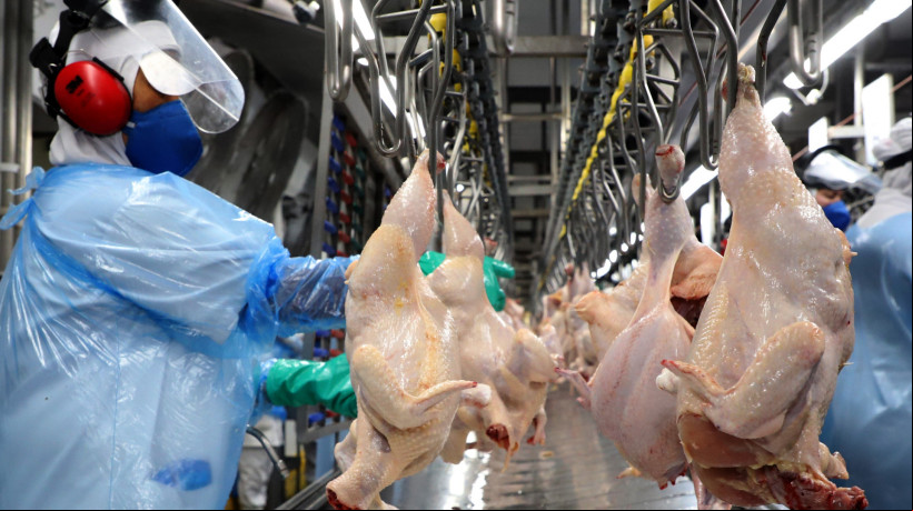 ï¿¼SÃO abatidos oito milhÃµes de quilos de frango por semana no CearÃ¡ 
