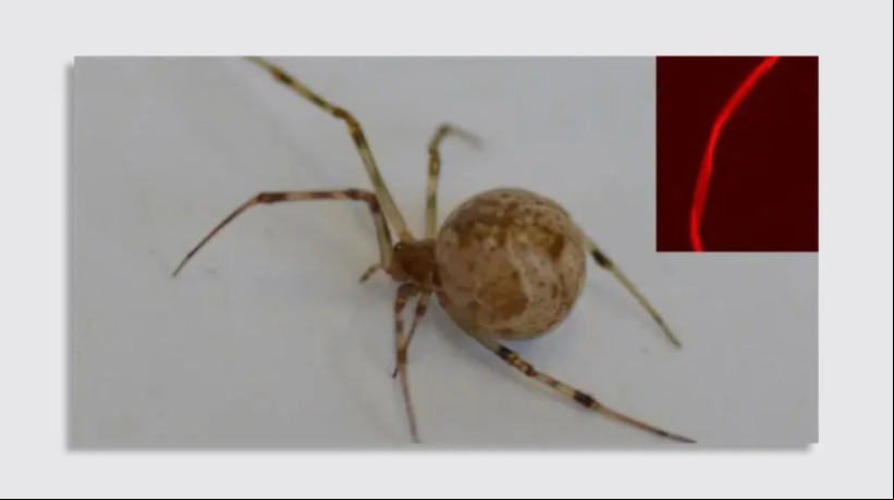 Na Alemanha, cientistas da Universidade de Bayreuth editam o DNA de aranha que a a produzir teia vermelha com brilho sob luz ultravioleta