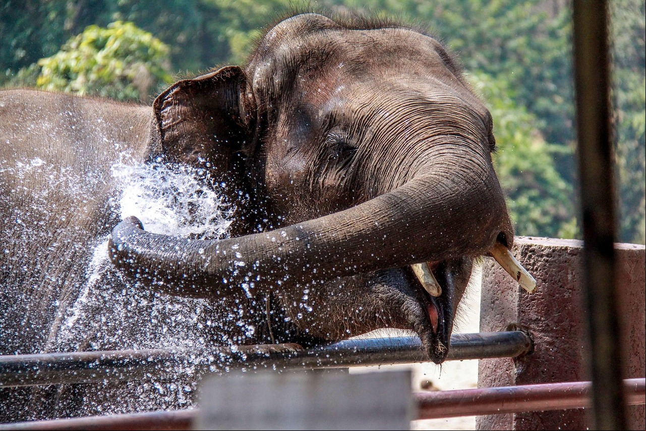A tromba do elefante suga, de uma só vez, 10 litros de água. E despeja o líquido na boca ou sobre o corpo para o banho. Elefantes adoram água. Da mesma forma, também é pela tromba que os elefantes respiram.