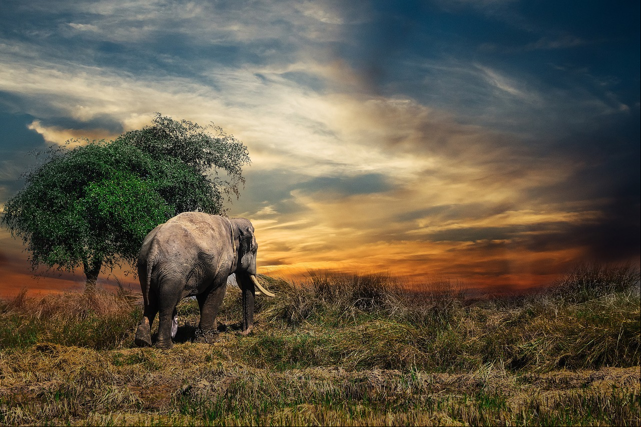 Ele se espalha pelas savanas da África Subsaariana e pelas florestas tropicais da África Central e Ocidental.