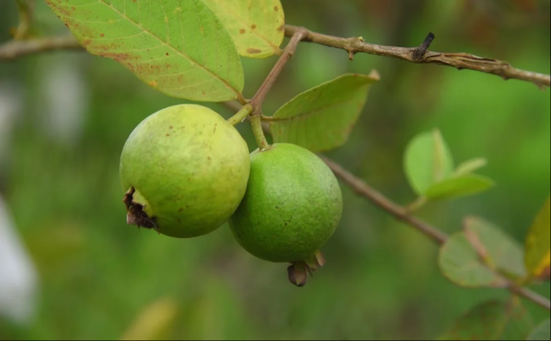 Além disso, a goiaba é rica em vitamina C, fibras, e outros nutrientes, sendo utilizada na medicina popular para tratar diversas condições de saúde, como gripes e disenterias.