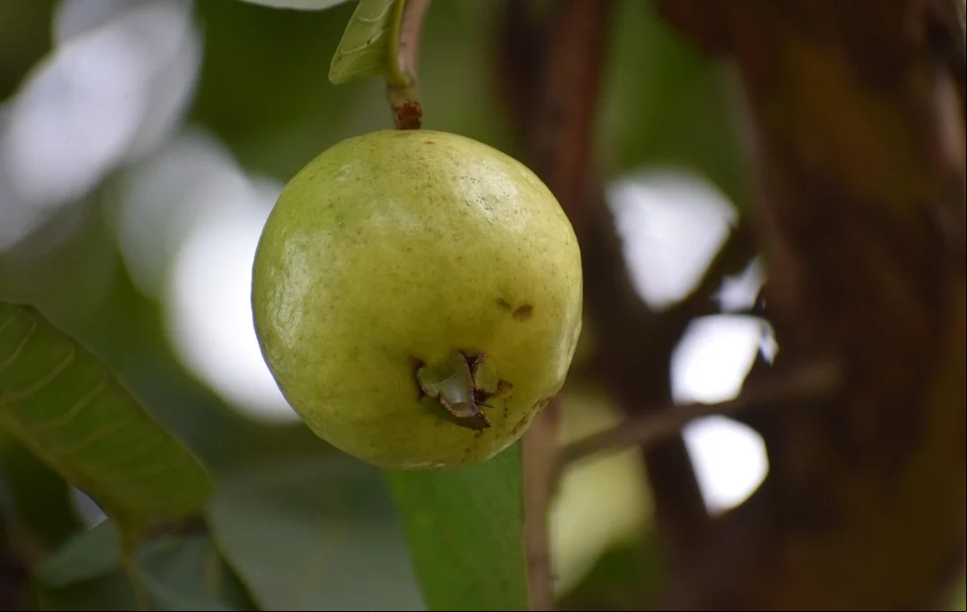 Existem inúmeras variedades de goiabas. As duas mais comuns são a branca, de casca esverdeada e interior amarelo-esverdeado pálido, e a vermelha, de casca amarelada e interior rosado.