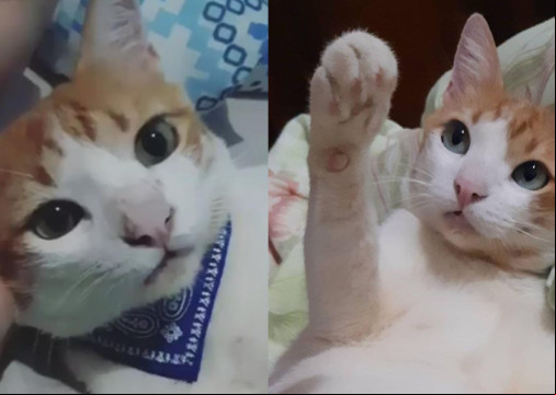 A tutora relatou o desaparecimento de seu gato apÃ³s mudanÃ§a; buscas continuam