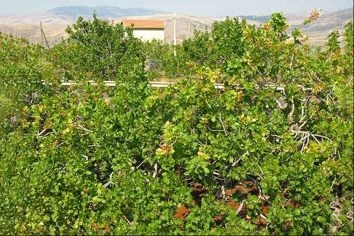 O fruto da árvore que vai para as prateleiras dos supermercados nada mais é que a semente do fruto seco e verde, ou seja, uma amêndoa envolta por sua rígida casca.