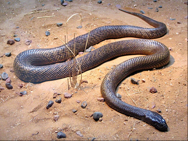 Taipan-costeira: É uma das cobras mais temidas, conhecida por ser altamente venenosa e muito rápida. Seu veneno é extremamente potente e capaz de matar um ser humano, embora seja uma serpente tímida, que costuma evitar contato.