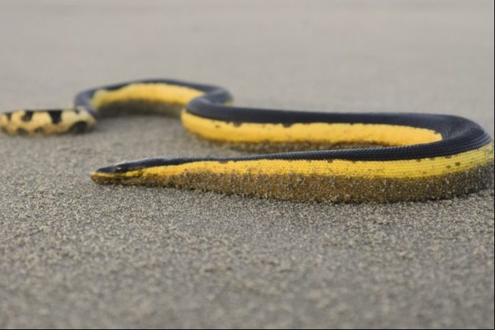 Na Austrália, há também as cobras marinhas, como a cobra-do-mar-pelágio que vive no oceano e possui um veneno poderoso. Apenas uma mordida dela libera toxina suficiente para matar 100 pessoas!