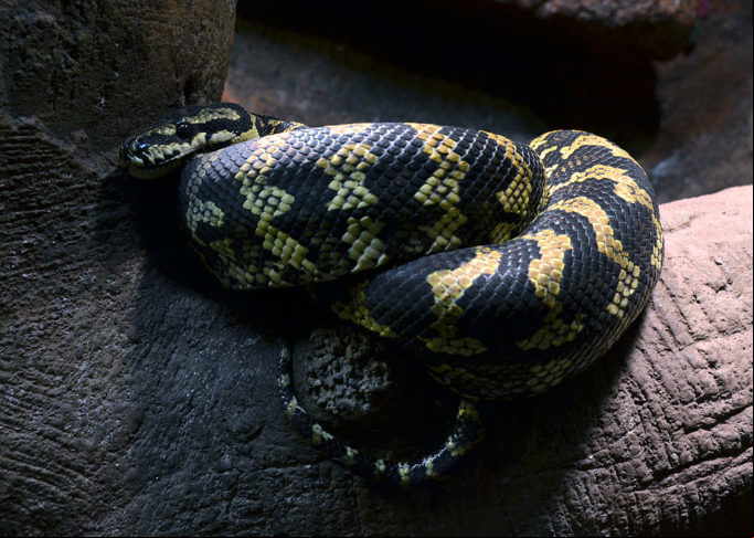 Píton-carpete: Nem todas as cobras australianas são venenosas, e a píton-carpete é uma das mais populares desse tipo. É conhecida por seus padrões de escama, que lembram um tapete persa.