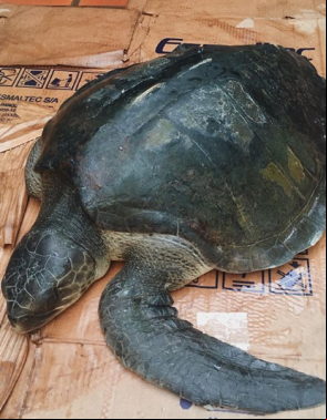 Voluntária encontrou animal encalhado na praia