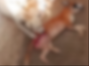 Canil é investigado por maus-tratos após divulgação de imagens de cachorro comendo um outro cão, em Tauá 