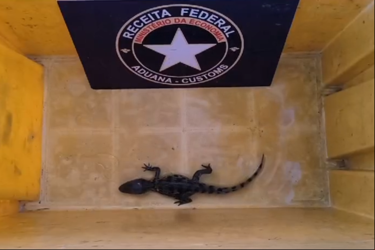 Encomenda com filhote de jacaré é apreendida no Aeroporto de Fortaleza