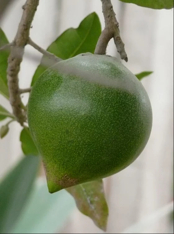 Além disso, seu sabor é melhor descrito como levemente adocicado e semelhante ao do bordo, sendo um ingrediente ideal para sobremesas assadas e sorvetes. De forma original, a lúcuma era chamada de ouro dos Incas e era vista como um símbolo de fertilidade. Atualmente, por outro lado, pode ser encontrado na maioria dos mercados regionais de janeiro a abril.