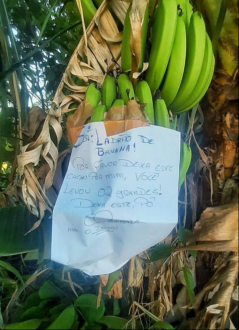 O dono da plantação deixou um bilhete na bananeira: Sr Ladrão de Banana, por favor deixe este cacho para mim, você levou dois grandes. Deixa este, pô. Obrigado”.