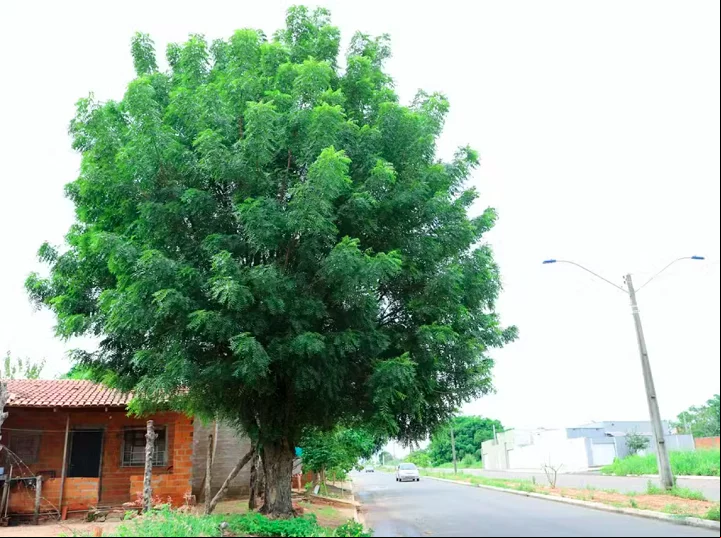 No município de Araguaína, Tocantins, os moradores estão sendo aconselhados pela prefeitura a evitar o cultivo de uma árvore conhecida como Nim.