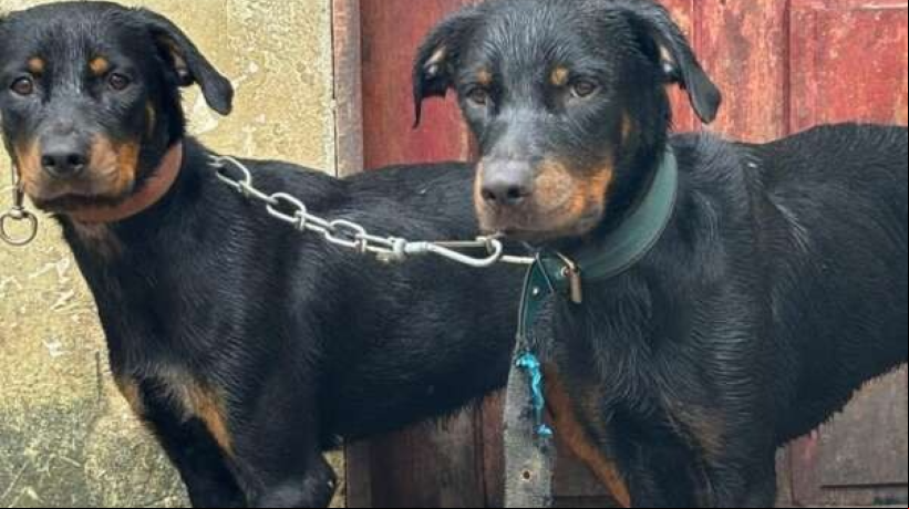 O tutor dos animais se apresentou na delegacia e está sendo investigado