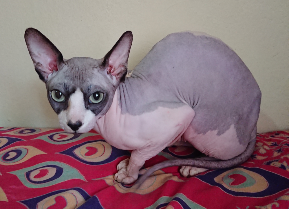 Sphynx (Esfinge) - Originário do Canadá, não tem pelos devido a um gene hereditário que causa alopécia. A textura da pele lembra camurça. Tem uma cauda longa e afiada. Tem várias cores.