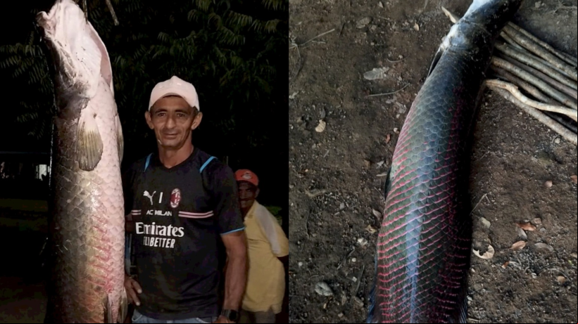 Pescador captura pirarucu de 66 kg em açude do Ceará