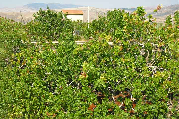 O fruto da árvore que vai para as prateleiras dos supermercados nada mais é que a semente do fruto seco e verde, ou seja, uma amêndoa envolta por sua rígida casca.