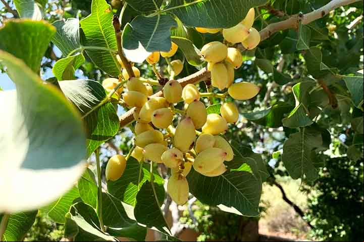 Como são compostos por polifenóis (um grupo de substâncias presentes em alimentos de origem vegetal e com propriedades antioxidantes), as nozes de pistache, principalmente se comidas cruas (e não processadas ou cozidas), podem impactar positivamente na saúde geral.